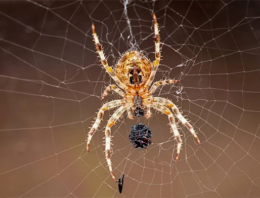 Dedetização de Aranhas em Jundiaí