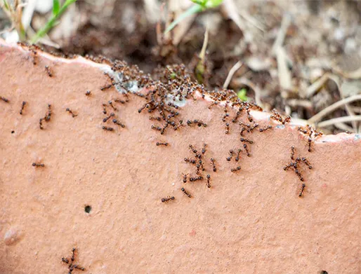 Dedetização de Formigas em Mongaguá