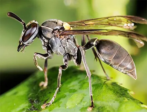 Dedetização de Marimbondos em Caçapava