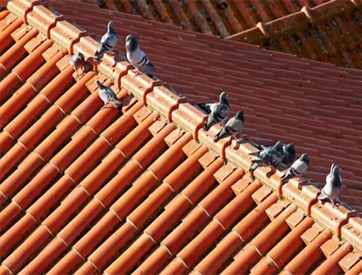 Dedetização de Pombos em Taboão da Serra